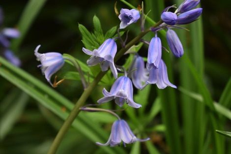 Spanish bluebell